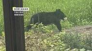 クマがメロンくわえて逃げる　同じ住宅で一日に2度、住宅庭で栽培のメロン食べられる被害　周辺ではリンゴをくわえたクマの姿も目撃　岩手県矢巾町