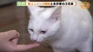 優しいお兄ちゃんは妹分ニャンコにメロメロ【どうぶつのカンパネラ】静岡市駿河区