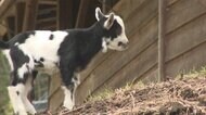 ウシのような白黒模様で誕生 話題のヤギ さらにウシ柄が