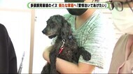 静岡・富士市 多頭飼育崩壊のイヌ 新たな家庭へ 「愛情注いであげたい」