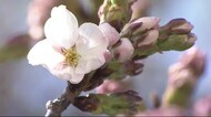 長野の「桜開花」　臥竜公園でも…　過去最も早く