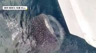 タイ釣りをしていたらジンベエザメに遭遇「目を疑った」 生息は熱帯・温帯域…なぜ仙台湾に?水族館に聞いた【宮城発】