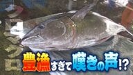 マグロ大漁も嘆きの声！？不漁続いていた“クロマグロ” 連日大量の水揚げに「イカは壊滅状態…サバもいなくなった」新潟・佐渡市