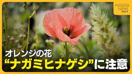 “オレンジの花”に注意！触るとかぶれる恐れある“ナガミヒナゲシ”　繁殖力強く駆除の際は「種こぼさないで」