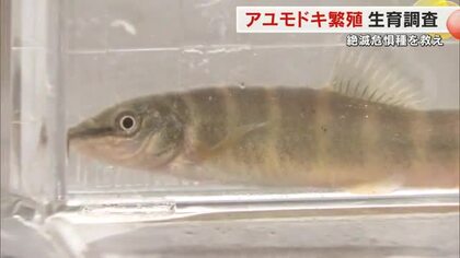 産卵までは道半ば…絶滅危惧種の魚・アユモドキの人工繁殖に取り組む岡山市のビール工場で生育調査【岡山】