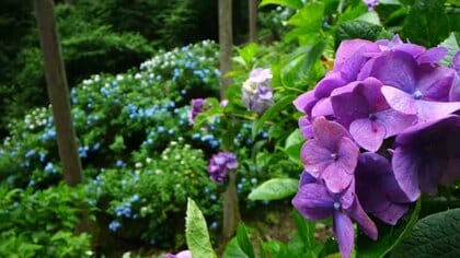 1万5000株のあじさいに包まれて…「墓参りの道を花で埋めたい」50年かけて育てた「宝物」【動画】