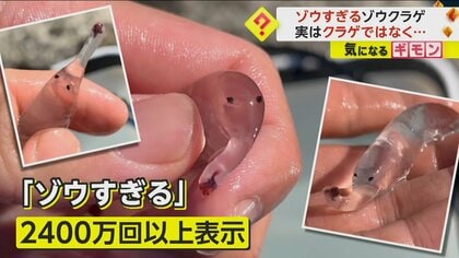 SNSで“2400万回”表示　「ゾウすぎる」ゾウクラゲが話題　実はクラゲでなく巻き貝の仲間　静岡