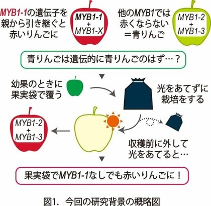 赤い王林も!? ”青”りんごが赤くなる不思議―眠りから覚めた遺伝子が果皮の色を変えるメカニズム―