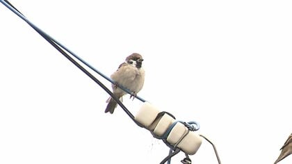 【何が？】スズメ急速減少「絶滅危惧種」に？都内調査…専門家「減少進むと農業にも影響か」