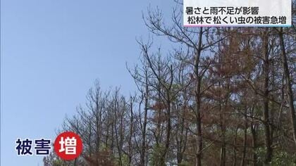 宮崎市海岸沿いの松林で松くい虫の被害急増　防災林の機能低下が懸念