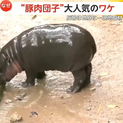 【フィーバー】豚肉団子を緊急取材！「もちもちぷるっぷる」赤ちゃんカバ「ムーデン」大人気でグッズ販売へ…園長「来園者2倍になった」