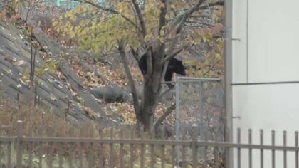 【速報】クマを緊急銃猟で駆除 ＪＲ釜石駅から約150ｍ、クマの近くを列車が通過する状況　5時間半居座る　岩手県釜石市