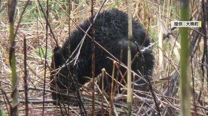 冬眠しない熊が生息域拡大！？　いないとされていた地域でも捕獲　近づけないための注意点　春先は冬眠明けの腹ペコ熊が人里へ来る可能性も【福島発】