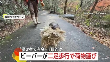 「働き者で有名」“二足歩行”のビーバー　建築技術は大工も負けず劣らず…資材運び、木を切り倒して巣作り　長崎バイオパーク