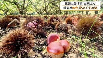 ぽってりツヤツヤ！秋の味覚　あわら市の栗園で栗拾い始まる　少雨と猛暑も…出来は上々