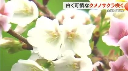 沖縄では珍しい？白い桜が開花　クメノサクラが本部町で咲き始め