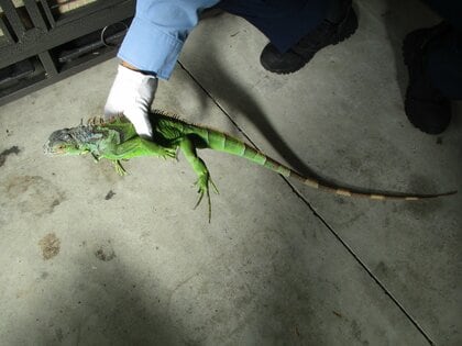 「イグアナが自宅の車の下に！」警察は誰かのペットだったとみて飼い主探す　滋賀・大津市