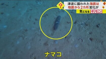 【地震から2カ月】津波に襲われた海底を研究チームが調査　先月よりナマコが増加　生物活動が活発に　石川・能登町