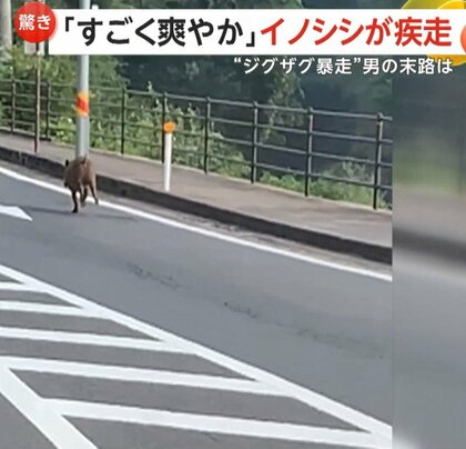 「ふー！いい汗かいたぜ！」“爽やか顔”で車道を疾走するイノシシ　「とんでもない運転」“ジグザグ追い抜き暴走”で罰金も