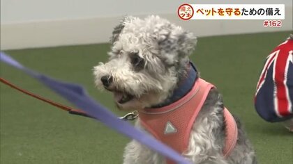 ペットの命を守れるのは飼い主だけ！環境省は“同行避難”を推奨　災害が起きる前に準備・確認すべきこと