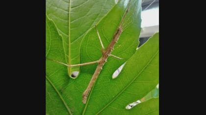 専門家「もう二度と見られない」…小学生が国内3例目・超激レアのオスのトゲナナフシ発見　交尾の様子も撮影【愛知発】