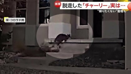 「え！ちょっと待って」脱走？散歩？SNSで有名な“飼いワラビー”が無事帰宅　逃走した牛をカウボーイが縄で捕獲　アメリカ