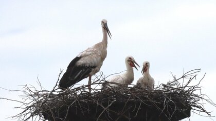 幸せを運ぶ”コウノトリが初の“離婚”…人間さながらの修羅場展開 幸せを運ぶ”コウノトリが初の“離婚”…人間さながらの修羅場展開