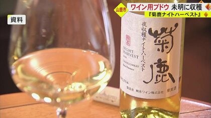 人気すぎて入手困難…熊本県産の白ワイン「菊鹿ナイトハーベスト」 “過去10年で最高の出来”原料の「シャルドネ」を収獲｜FNNプライムオンライン