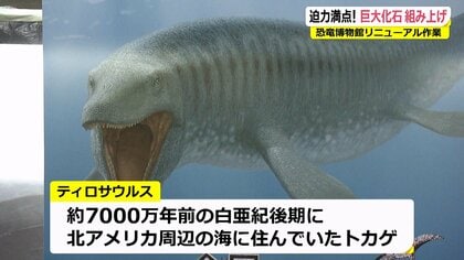 サメも丸呑みする“海の巨大トカゲ” 7000万年前の化石「ティロサウルス