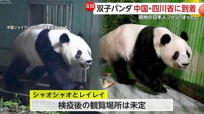 双子パンダ「シャオシャオ」「レイレイ」が中国・四川省に到着…姉