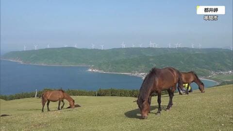 2026年「午年」都井岬の野生馬＝御崎馬を見に行こう！「野焼き」「春駒」「馬追い」「季節の花」1年を通した都井岬の見どころ総まとめ　お正月情報も！
