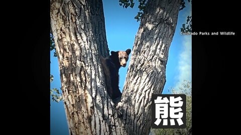 住宅街に木登りクマ出没…麻酔銃使い確保　体重約45kg1歳半ほどのオス　無事野生に戻される　アメリカ・コロラド州