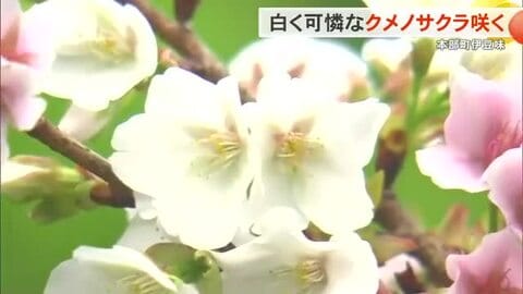 沖縄では珍しい？白い桜が開花　クメノサクラが本部町で咲き始め