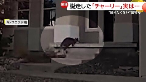 「え！ちょっと待って」脱走？散歩？SNSで有名な“飼いワラビー”が無事帰宅　逃走した牛をカウボーイが縄で捕獲　アメリカ