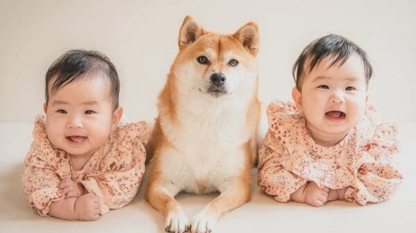 2人の“お姉ちゃん”に…双子の赤ちゃんの子守をする柴犬むぎちゃん 足が