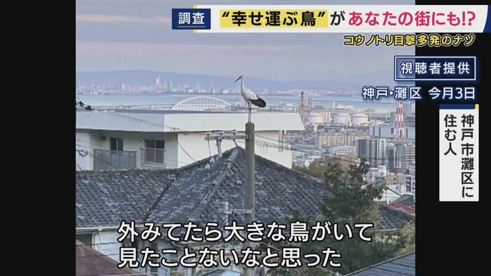 灘区で撮影されたコウノトリ