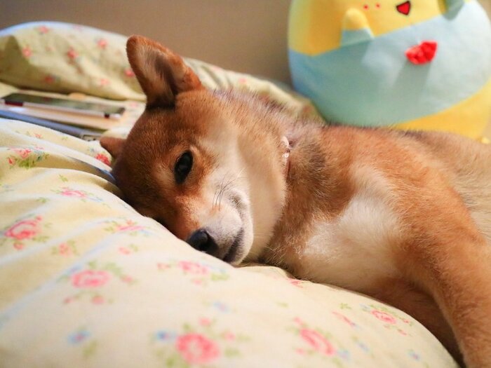 寝たふりをする日向ちゃん