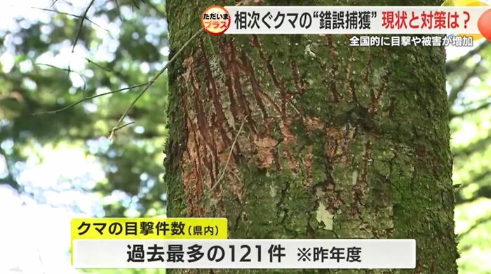 クマの爪跡