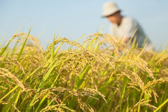 第1次産業の従事者が減ることで農作物などの種類や量も減少傾向に（画像：イメージ）