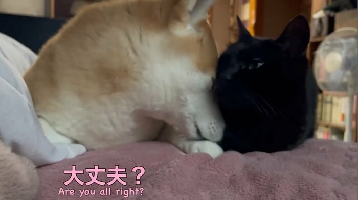 天くんへも寄り添ってあげるももちゃん