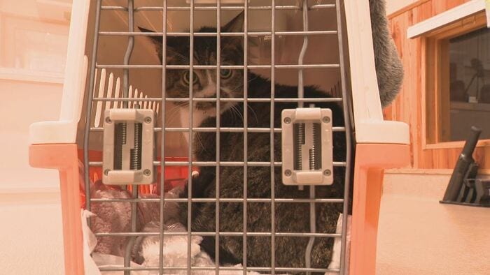 引き取られる「マツ」