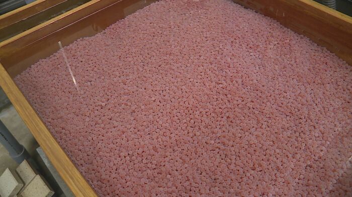 北海道から移入された約140万粒のサケの卵