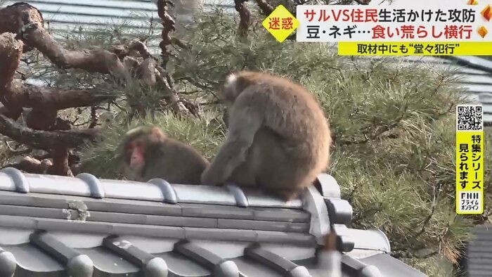 塀の上に2匹のサルが