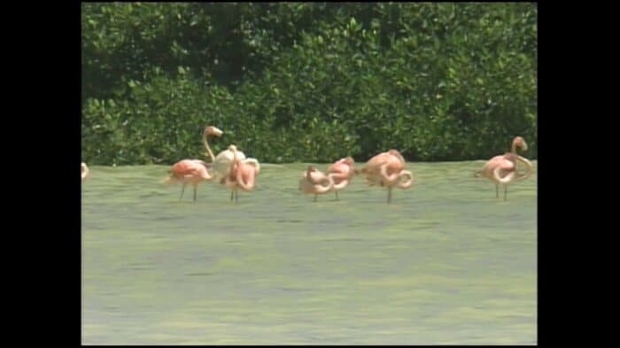 セレストゥン生物圏保護区（メキシコ・ユカタン州）