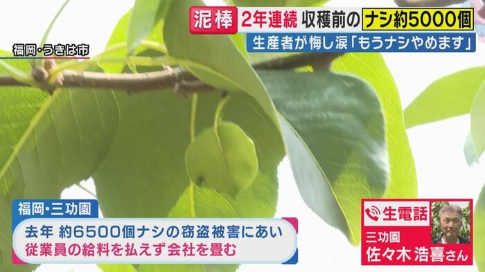 父親とナシを育てていた