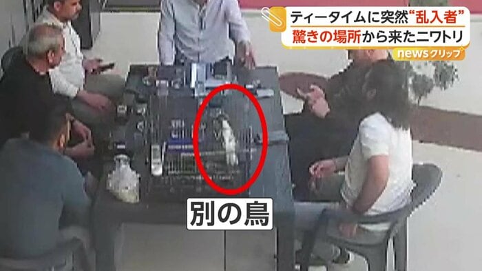 テーブルの上にいたニワトリとは別の鳥（IHA）
