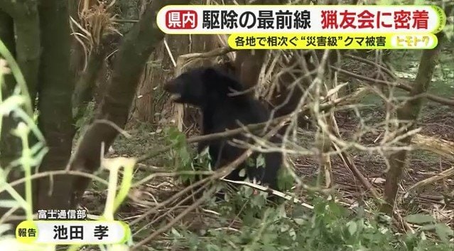 錯誤捕獲されたクマ（富士宮市内）