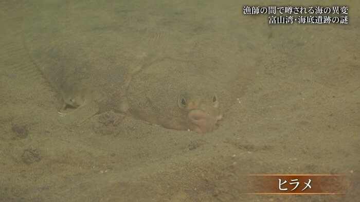 ヒラメの姿が…