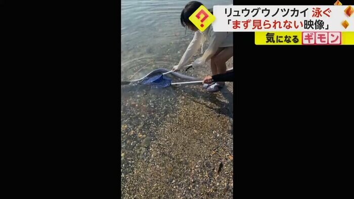 網を使ってリュウグウノツカイを海に帰そうとしている(FNN投稿サイト「ビデオPost」)