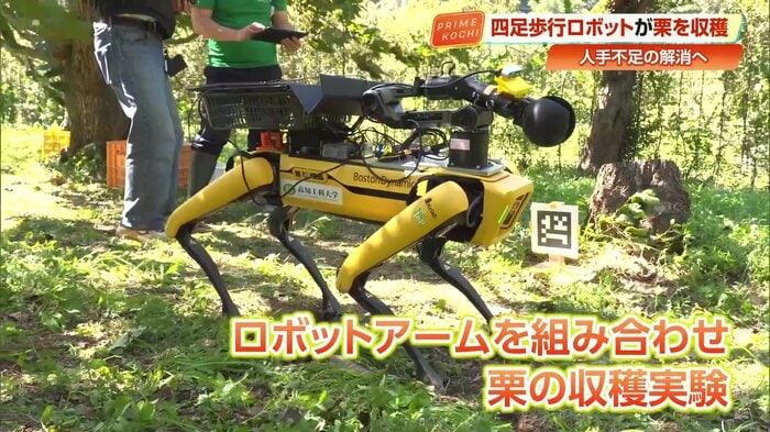 4足歩行ロボットにアームを組み合わせ栗を収穫